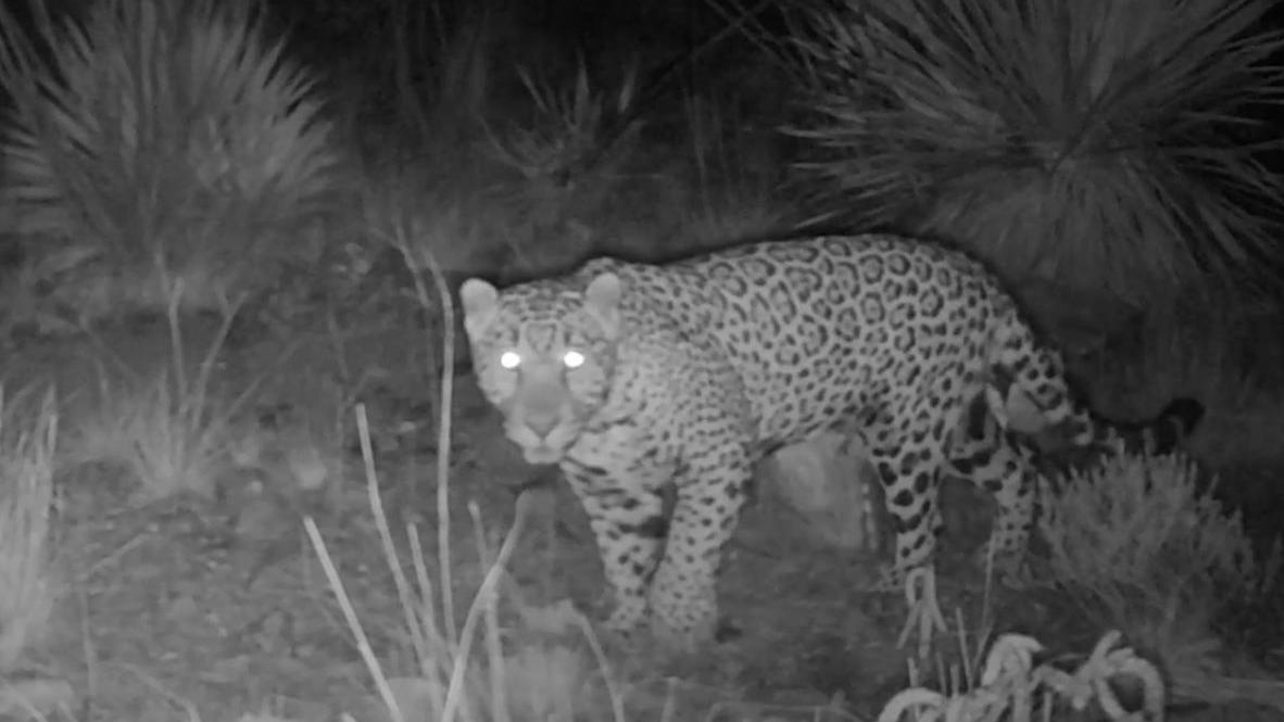 Juvenile male jaguar seen on camera just south of new border wall